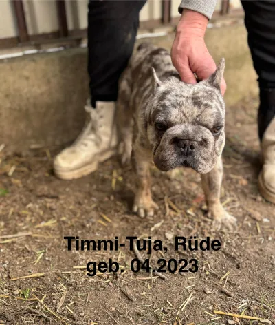 Foto 2 von Timmi-Tuja PP
