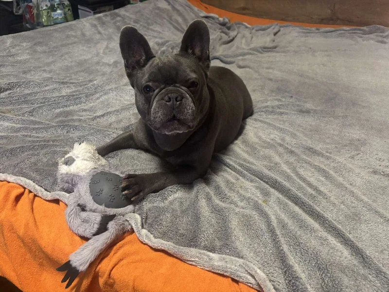 Foto von Apollo